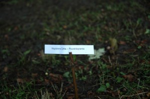 rozsklepienie_plener wikliniarski (3)