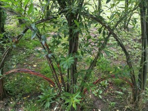 sanok (19)